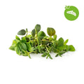 Click & Grow Smart Garden Backfill - Italian Herbs 9-pack